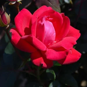 Cherry Red Double Knock Out Rose Seeds - 30 Seeds - Perennial Garden - Image 3
