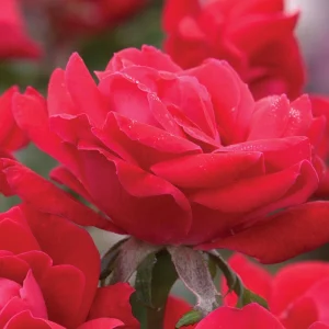 Cherry Red Double Knock Out Rose Seeds - 30 Seeds - Perennial Garden - Image 4