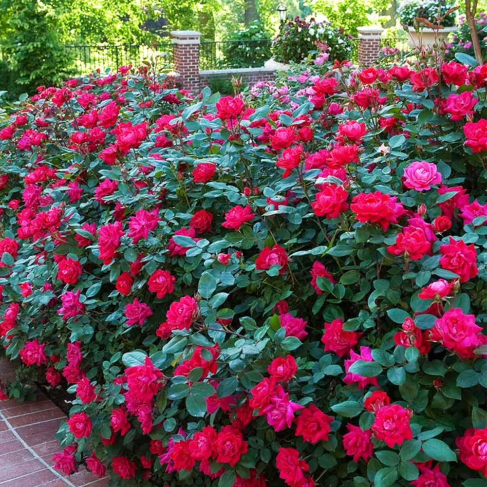 Cherry Red Double Knock Out Rose Seeds - 30 Seeds - Perennial Garden - Image 5