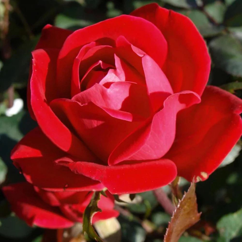 Cherry Red Double Knock Out Rose Seeds - 30 Seeds - Perennial Garden - Image 6