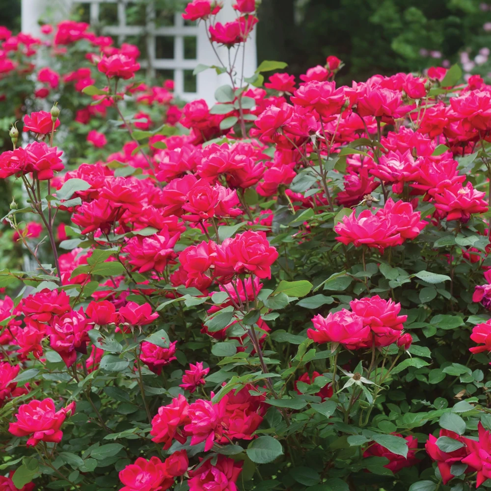 Cherry Red Double Knock Out Rose Seeds - 30 Seeds - Perennial Garden - Image 7