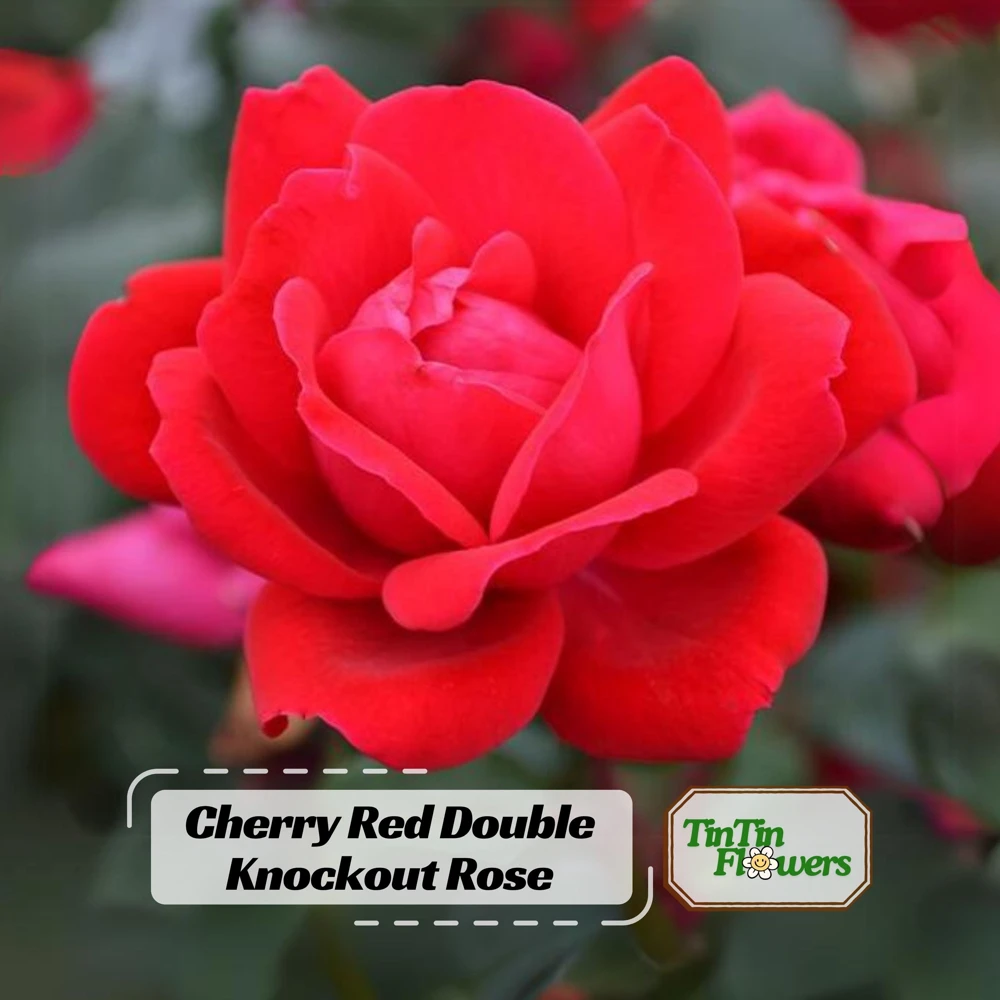 Cherry Red Double Knock Out Rose Seeds - 30 Seeds - Perennial Garden - Image 1