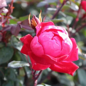 Cherry Red Double Knock Out Rose Seeds - 30 Seeds - Perennial Garden - Image 8