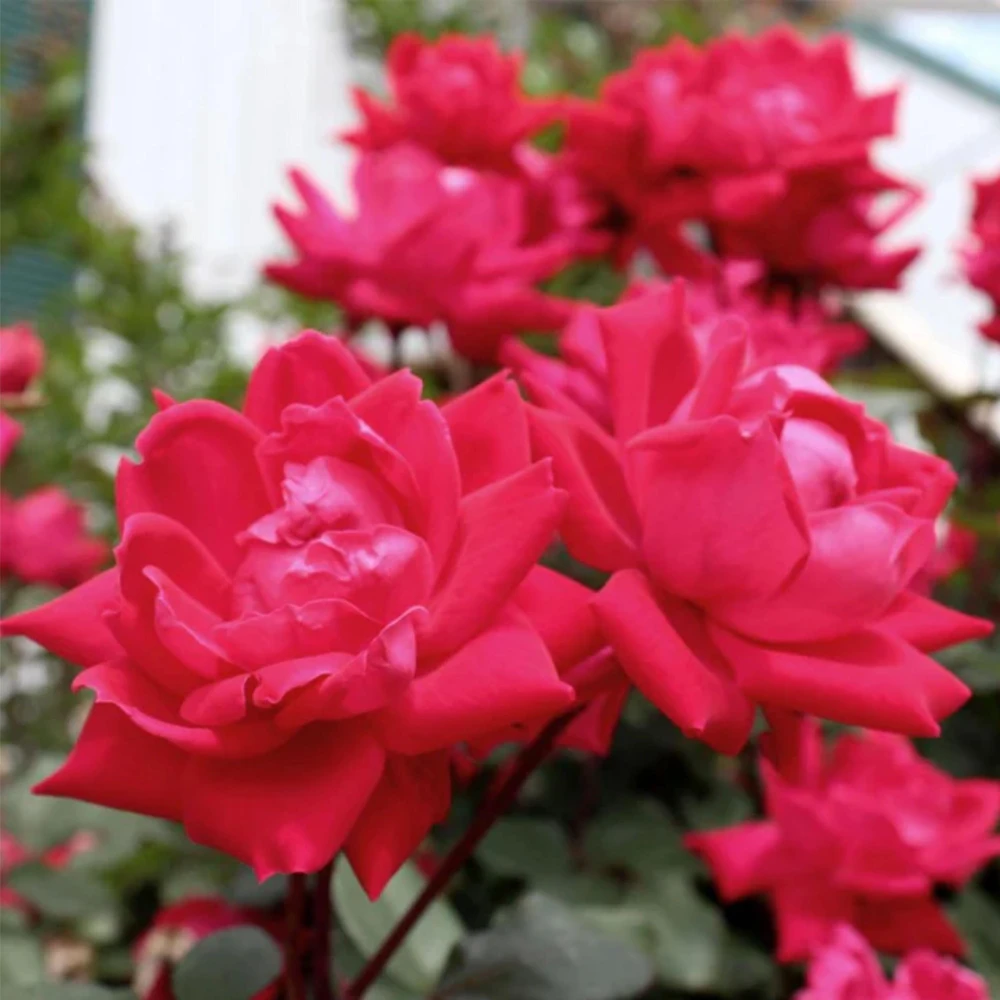 Cherry Red Double Knock Out Rose Seeds - 30 Seeds - Perennial Garden - Image 9