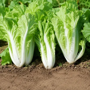 Chinese Cabbage Seeds - Tender Napa Cabbage - 20 Seeds - Cold Hardy Asian Vegetable - Image 2
