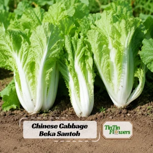 Chinese Cabbage Seeds - Tender Napa Cabbage - 20 Seeds - Cold Hardy Asian Vegetable - Image 1
