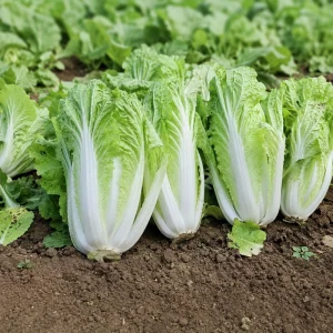 Chinese Cabbage Seeds - Tender Napa Cabbage - 20 Seeds - Cold Hardy Asian Vegetable - Image 3