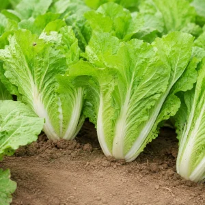 Chinese Cabbage Seeds - Tender Napa Cabbage - 20 Seeds - Cold Hardy Asian Vegetable - Image 4