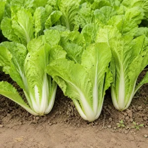 Chinese Cabbage Seeds - Tender Napa Cabbage - 20 Seeds - Cold Hardy Asian Vegetable - Image 5
