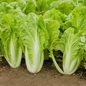 Chinese Cabbage Seeds - Tender Napa Cabbage - 20 Seeds - Cold Hardy Asian Vegetable - Image 6