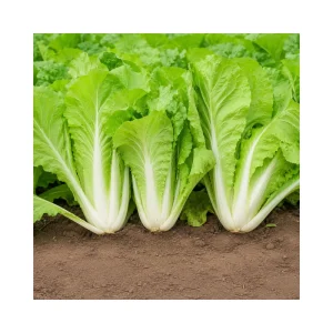 Chinese Cabbage Seeds - Tender Napa Cabbage - 20 Seeds - Cold Hardy Asian Vegetable - Image 7