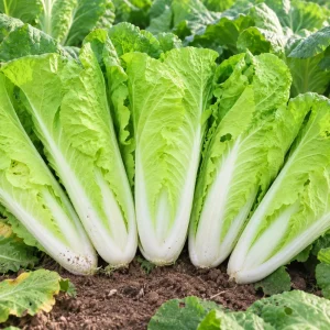 Chinese Cabbage Seeds - Tender Napa Cabbage - 20 Seeds - Cold Hardy Asian Vegetable - Image 8