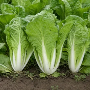 Chinese Cabbage Seeds - Tender Napa Cabbage - 20 Seeds - Cold Hardy Asian Vegetable - Image 9