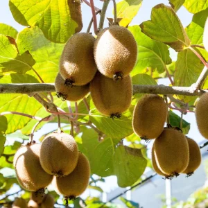 Chinese Gooseberry Kiwi Fruit Seeds - Grow Delicious Kiwis - Perennial 20 Seeds - Image 10