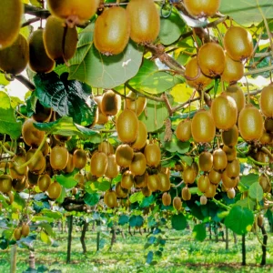 Chinese Gooseberry Kiwi Fruit Seeds - Grow Delicious Kiwis - Perennial 20 Seeds - Image 11