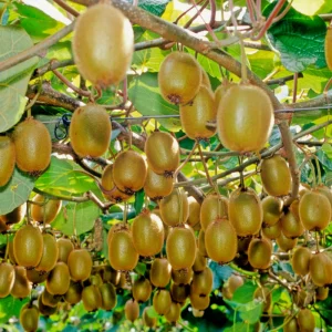 Chinese Gooseberry Kiwi Fruit Seeds - Grow Delicious Kiwis - Perennial 20 Seeds - Image 12