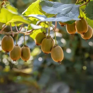 Chinese Gooseberry Kiwi Fruit Seeds - Grow Delicious Kiwis - Perennial 20 Seeds - Image 14