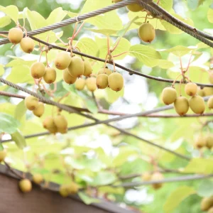Chinese Gooseberry Kiwi Fruit Seeds - Grow Delicious Kiwis - Perennial 20 Seeds - Image 16