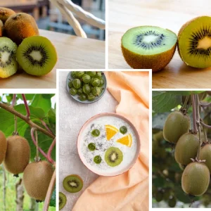 Chinese Gooseberry Kiwi Fruit Seeds - Grow Delicious Kiwis - Perennial 20 Seeds - Image 2