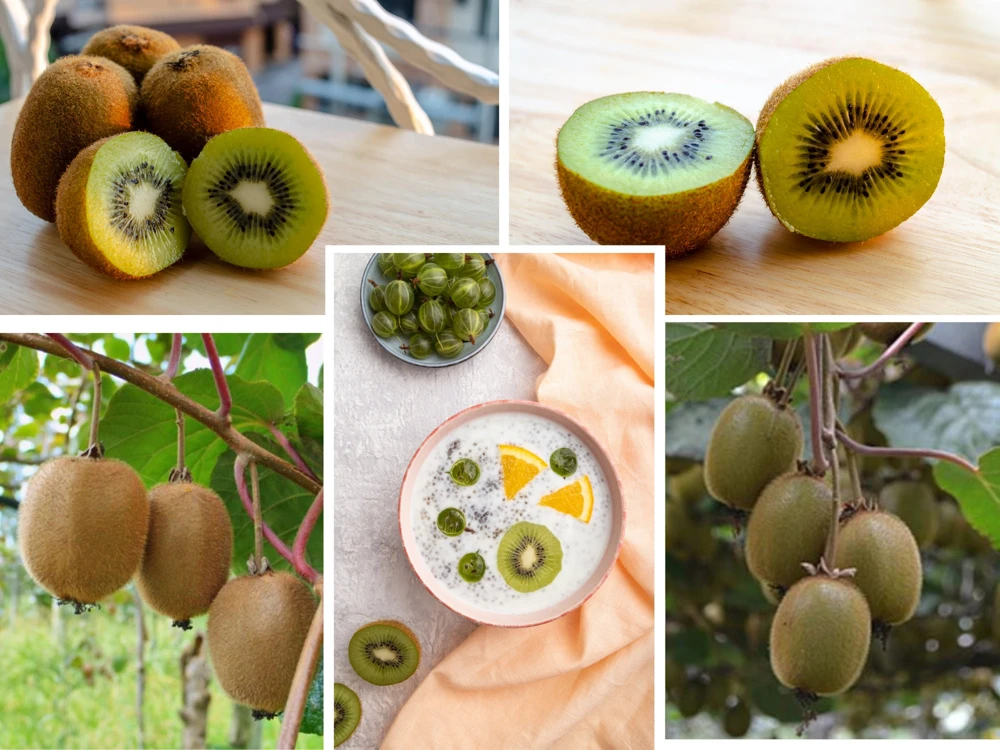 Chinese Gooseberry Kiwi Fruit Seeds - Grow Delicious Kiwis - Perennial 20 Seeds - Image 2