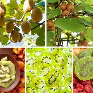 Chinese Gooseberry Kiwi Fruit Seeds - Grow Delicious Kiwis - Perennial 20 Seeds - Image 3