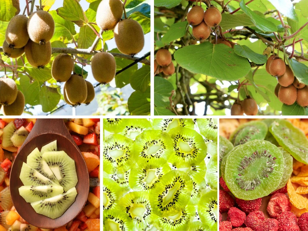Chinese Gooseberry Kiwi Fruit Seeds - Grow Delicious Kiwis - Perennial 20 Seeds - Image 3