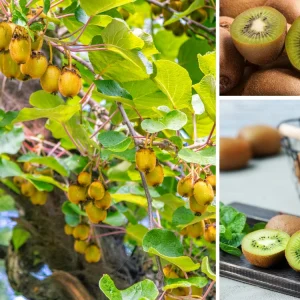 Chinese Gooseberry Kiwi Fruit Seeds - Grow Delicious Kiwis - Perennial 20 Seeds - Image 4