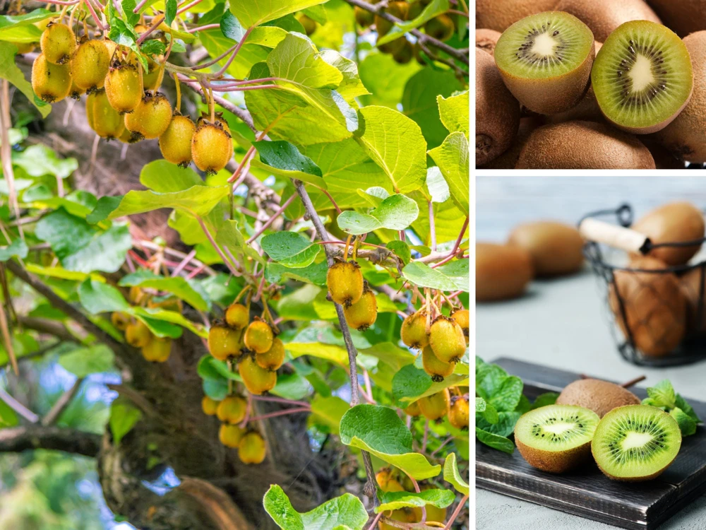 Chinese Gooseberry Kiwi Fruit Seeds - Grow Delicious Kiwis - Perennial 20 Seeds - Image 4