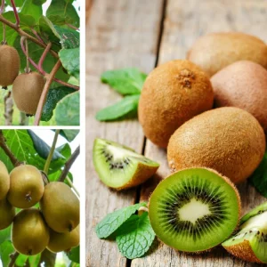 Chinese Gooseberry Kiwi Fruit Seeds - Grow Delicious Kiwis - Perennial 20 Seeds - Image 5