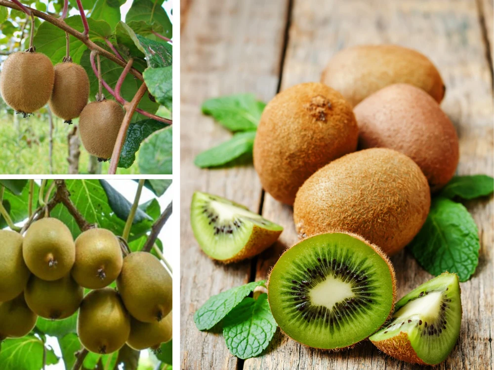 Chinese Gooseberry Kiwi Fruit Seeds - Grow Delicious Kiwis - Perennial 20 Seeds - Image 5