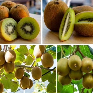 Chinese Gooseberry Kiwi Fruit Seeds - Grow Delicious Kiwis - Perennial 20 Seeds - Image 6