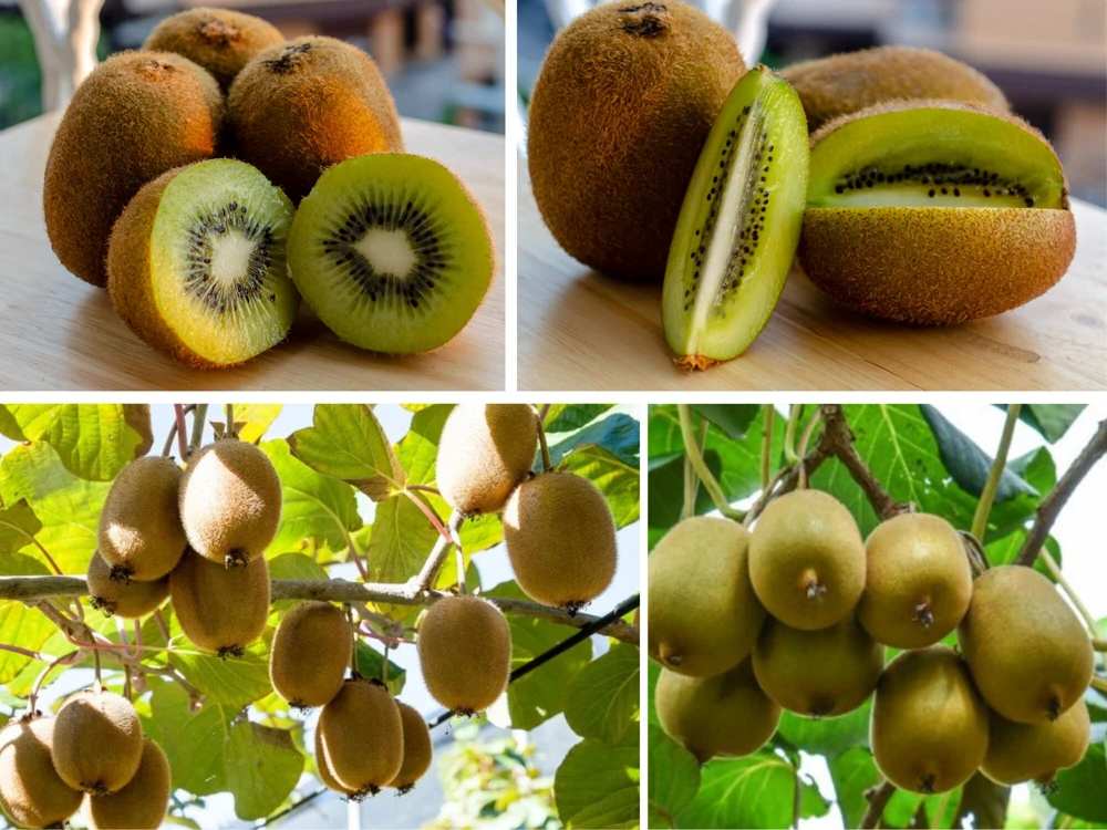 Chinese Gooseberry Kiwi Fruit Seeds - Grow Delicious Kiwis - Perennial 20 Seeds - Image 6
