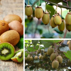 Chinese Gooseberry Kiwi Fruit Seeds - Grow Delicious Kiwis - Perennial 20 Seeds - Image 7