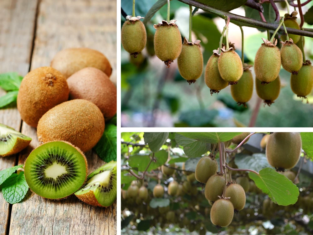 Chinese Gooseberry Kiwi Fruit Seeds - Grow Delicious Kiwis - Perennial 20 Seeds - Image 7
