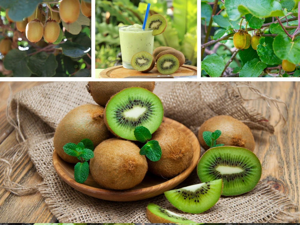 Chinese Gooseberry Kiwi Fruit Seeds - Grow Delicious Kiwis - Perennial 20 Seeds - Image 8