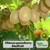 Chinese Gooseberry Kiwi Fruit Seeds - Grow Delicious Kiwis - Perennial 20 Seeds - Image 1