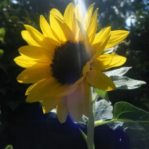 Choco Sun Sunflower Seeds - Helianthus annuus - Heirloom Open-Pollinated Mix - 25 Seeds - Image 10