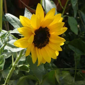 Choco Sun Sunflower Seeds - Helianthus annuus - Heirloom Open-Pollinated Mix - 25 Seeds - Image 11
