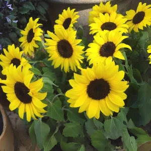 Choco Sun Sunflower Seeds - Helianthus annuus - Heirloom Open-Pollinated Mix - 25 Seeds - Image 12