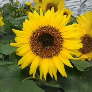 Choco Sun Sunflower Seeds - Helianthus annuus - Heirloom Open-Pollinated Mix - 25 Seeds - Image 14