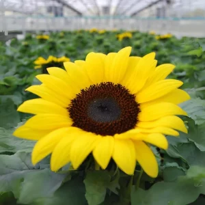 Choco Sun Sunflower Seeds - Helianthus annuus - Heirloom Open-Pollinated Mix - 25 Seeds - Image 16