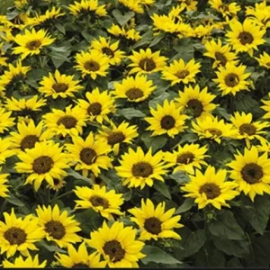 Choco Sun Sunflower Seeds - Helianthus annuus - Heirloom Open-Pollinated Mix - 25 Seeds - Image 2