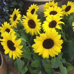 Choco Sun Sunflower Seeds - Helianthus annuus - Heirloom Open-Pollinated Mix - 25 Seeds - Image 3