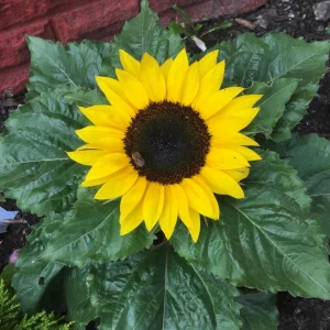 Choco Sun Sunflower Seeds - Helianthus annuus - Heirloom Open-Pollinated Mix - 25 Seeds - Image 4