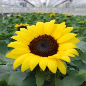 Choco Sun Sunflower Seeds - Helianthus annuus - Heirloom Open-Pollinated Mix - 25 Seeds - Image 5