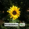 Choco Sun Sunflower Seeds - Helianthus annuus - Heirloom Open-Pollinated Mix - 25 Seeds - Image 1