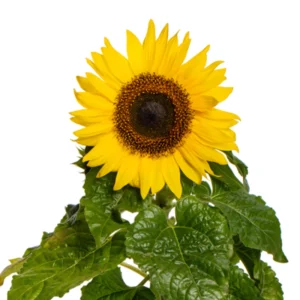 Choco Sun Sunflower Seeds - Helianthus annuus - Heirloom Open-Pollinated Mix - 25 Seeds - Image 6