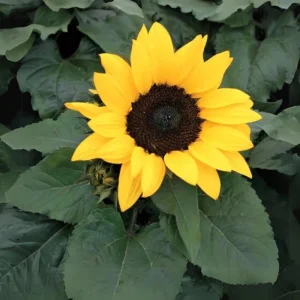 Choco Sun Sunflower Seeds - Helianthus annuus - Heirloom Open-Pollinated Mix - 25 Seeds - Image 7