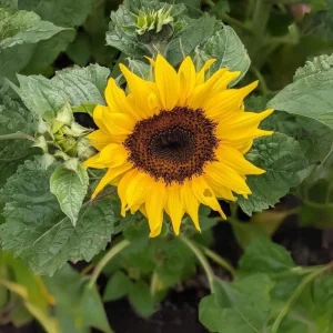 Choco Sun Sunflower Seeds - Helianthus annuus - Heirloom Open-Pollinated Mix - 25 Seeds - Image 8