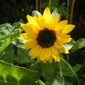 Choco Sun Sunflower Seeds - Helianthus annuus - Heirloom Open-Pollinated Mix - 25 Seeds - Image 9